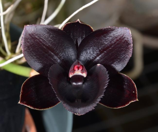 EverSpring Orchids Main Catalog EverSpring Orchids Main Catalog